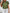 Floral Notched Short Sleeve Blouse.